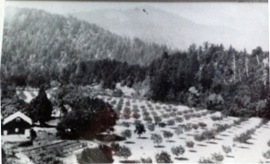 The old Bagley orchard, looking southwest toward Cooskie Mtn. Thanks to Linda Yonts for sharing this photograph.