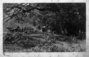 A camp in the Mattole Valley, photograph by A. A. Burgess. Probably taken before 1900.